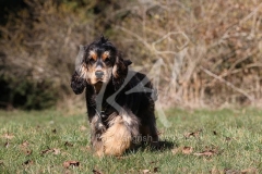 Spaniel - English Cocker