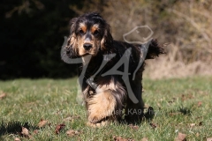 Spaniel - English Cocker