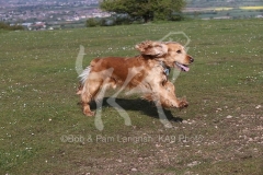 Spaniel - English Cocker