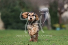 Spaniel - English Cocker