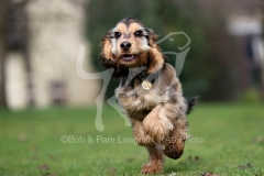 Spaniel - English Cocker