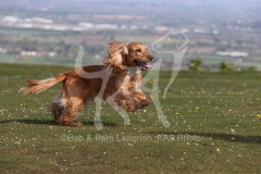 Spaniel - English Cocker