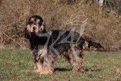 Spaniel - English Cocker