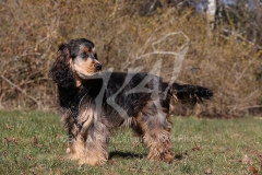 Spaniel - English Cocker