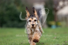 Spaniel - English Cocker