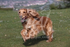 Spaniel - English Cocker