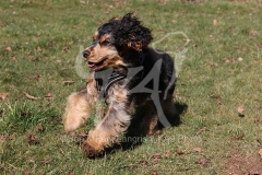 Spaniel - English Cocker