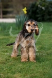 Spaniel - English Cocker