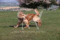 Spaniel - English Cocker