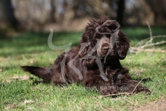 Spaniel - English Cocker