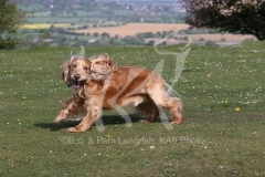 Spaniel - English Cocker