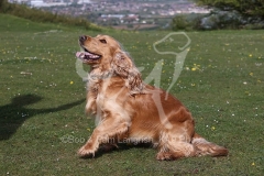Spaniel - English Cocker