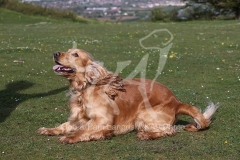 Spaniel - English Cocker