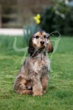 Spaniel - English Cocker