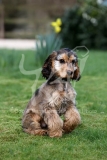 Spaniel - English Cocker
