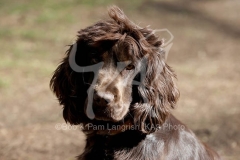 Spaniel - English Cocker