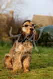 Spaniel - English Cocker