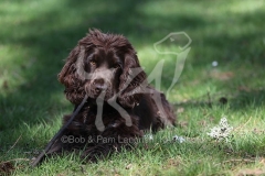 Spaniel - English Cocker