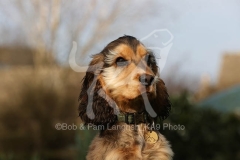 Spaniel - English Cocker
