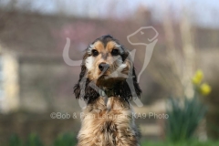 Spaniel - English Cocker