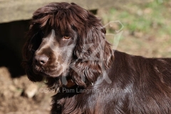Spaniel - English Cocker
