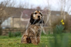 Spaniel - English Cocker