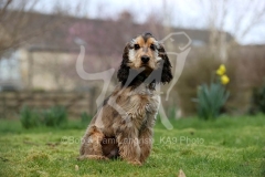 Spaniel - English Cocker