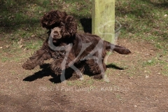 Spaniel - English Cocker