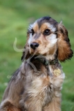 Spaniel - English Cocker