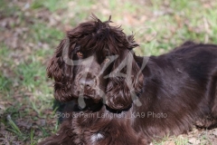 Spaniel - English Cocker