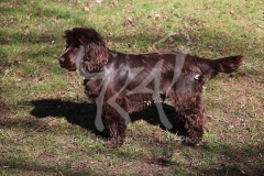 Spaniel - English Cocker