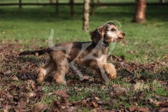Spaniel - English Cocker