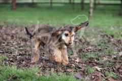Spaniel - English Cocker