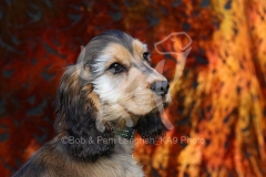 Spaniel - English Cocker