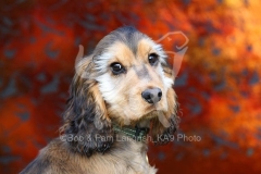 Spaniel - English Cocker