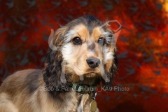 Spaniel - English Cocker