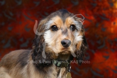 Spaniel - English Cocker