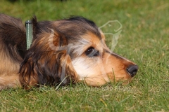 Spaniel - English Cocker