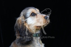 Spaniel - English Cocker