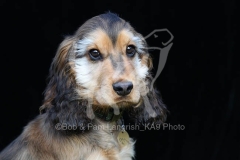 Spaniel - English Cocker