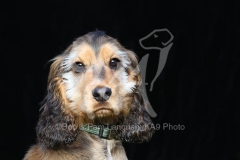 Spaniel - English Cocker