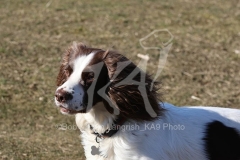 Spaniel - English Springer