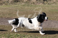 Spaniel - English Springer