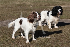 Spaniel - English Springer