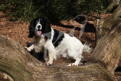 Spaniel - English Springer
