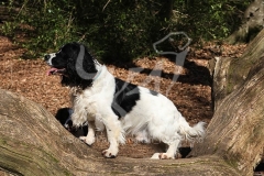 Spaniel - English Springer