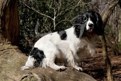 Spaniel - English Springer