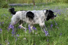 Spaniel - English Springer