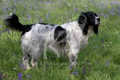 Spaniel - English Springer