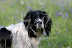 Spaniel - English Springer